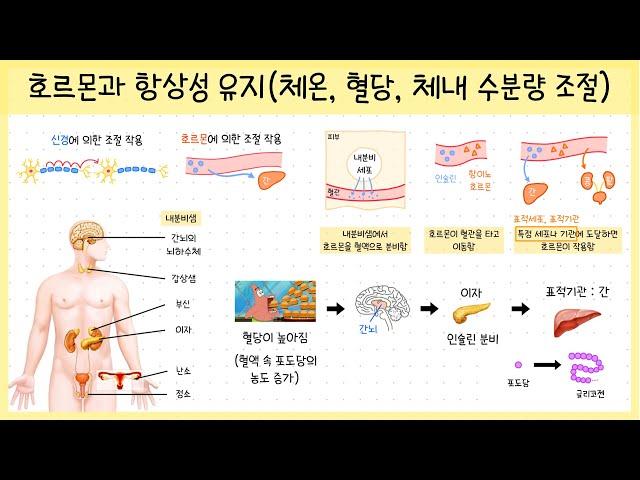 [중3_자극과 반응] 3강. 호르몬⎥내분비샘⎥항상성 유지⎥체온 조절⎥혈당량 조절⎥체내 수분량 조절 과정 정리하기