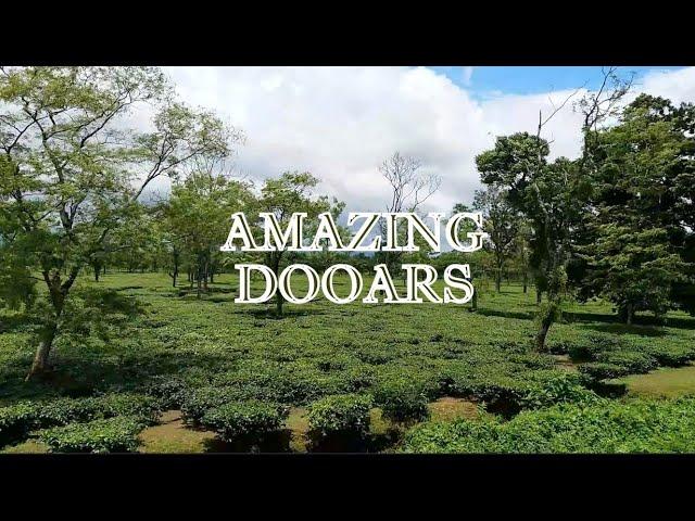 Dooars Tea Garden || Dooars Nature || North Bengal