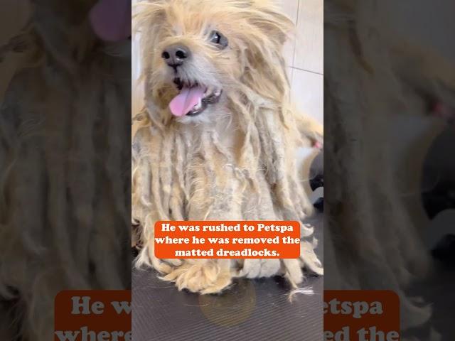 He was left to fend for himself and after months his fur grew so long and matted