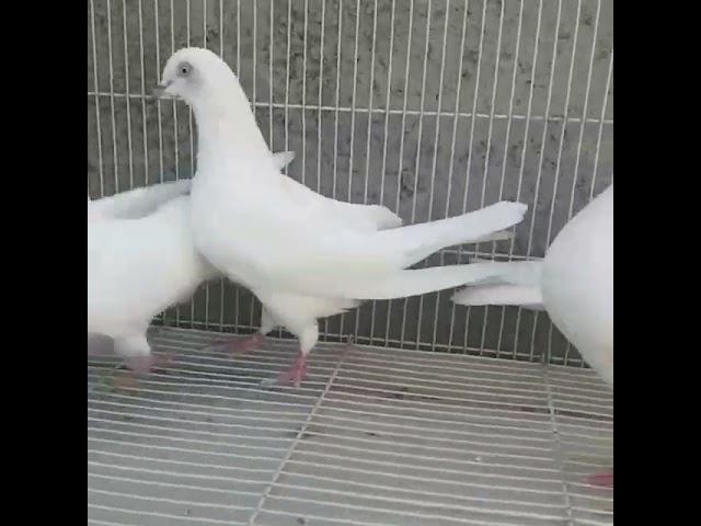 Indiana pigeons (کبوتر ویشی هندی)