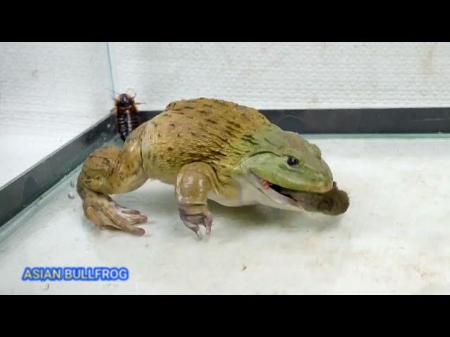 Amazing!!! Asian Bullfrog Eats Big Mouse! Warning Live Feeding