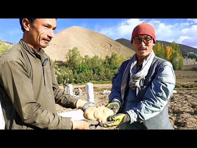 Harvest Potato Session In the Bamyan Afghanistan village