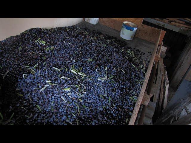 PICKING MY 86 OLIVE TREES BY HAND in CYPRUS