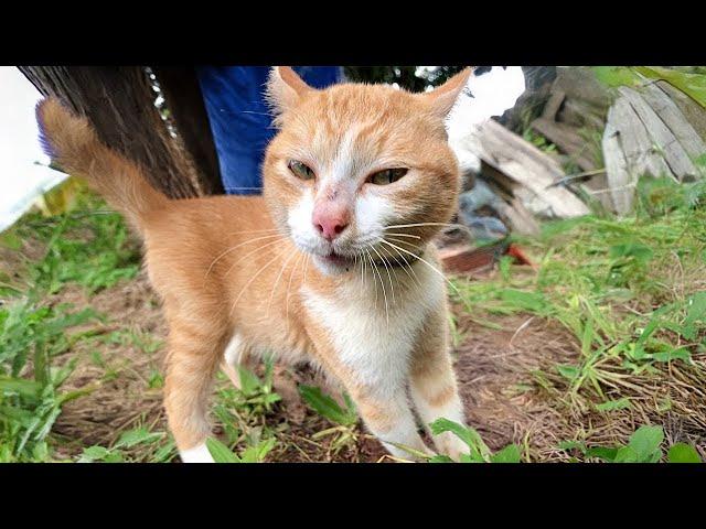 FUNNY CATS, You'll be DYING OF LAUGHTER! - Best CAT VIDEOS 2024