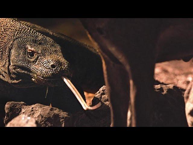 The Real Way Komodo Dragons Kill Prey