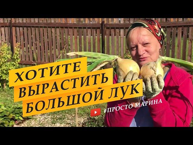 Три главных совета по выращиванию крупного лука