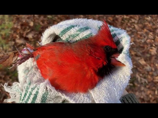 The Stubborn Male Cardinal --11-23-2020