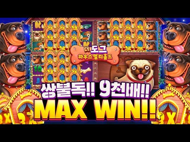 [슬롯][슬롯머신]더도그하우스 멀티홀드쌍불독!! 9천배!! MAX WIN!!#슬롯 #슬롯머신 #프라그마틱 #슬롯추천 #슬롯사이트 #온라인슬롯