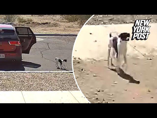 Video shows driver abandon dog in Arizona desert