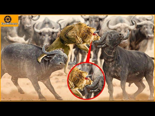 King Lion Suddenly Grows Horn On His Head During The Battle With Buffalo | Wild Animal