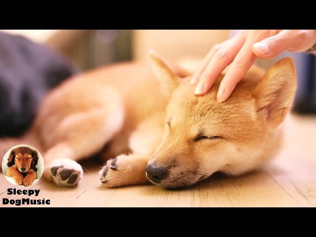 Relaxing music for dogsStress Relief Music, Healing MusicDog's Favorite Music.