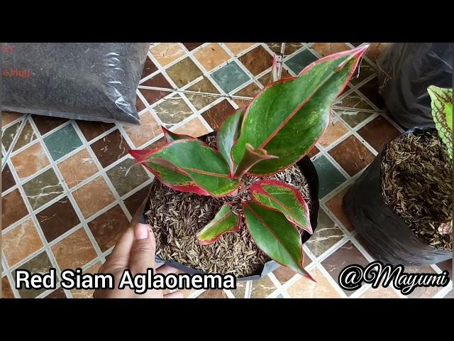 MAYANA VARIETIES, RED SIAM, VARIEGATED DEVILS BACKBONE, GOLDEN FICUS, SCHEFFLERA UMBRELLA PLANT HAUL