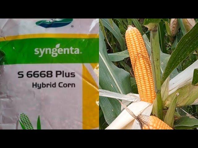 Syngenta s 6668 plus| सेजेंटा एस 6668 प्लस| after 90 days|