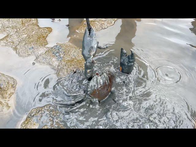 Amazing Catching Massive Mud Crabs In Sea By Barehanded