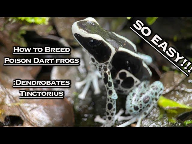 How To Breed Poison Dart Frogs: Dendrobates Tinctorius