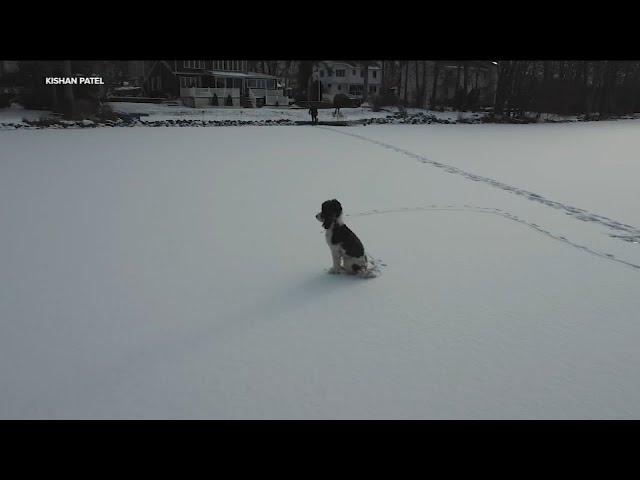 Puppy stuck on frozen NJ lake for hours brought home to safety with help of drone