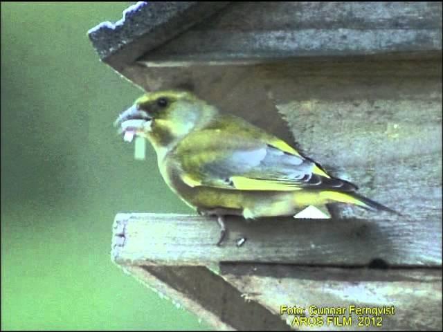 GRÖNFINK  Eurasian Greenfinch  (Chloris chloris)  Klipp - 995  S/U