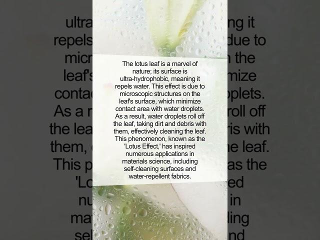 The Incredible Self-Cleaning Marvel of Lotus Leaves!