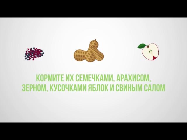 Как кормить птиц зимой