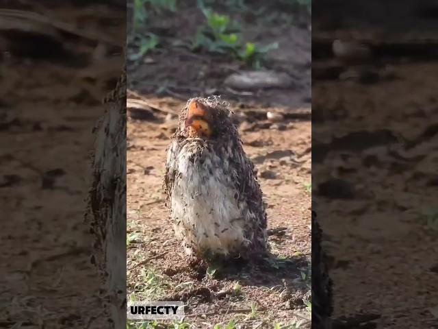 This Is Free Treatment For The Bird #birds #knowledge #facts #urfecty