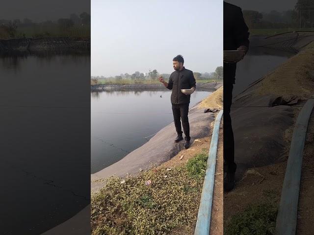 fish farming! सर्दी में मछली को खाना खिलाने की निंजा तकनीक!fish feeding in winter!