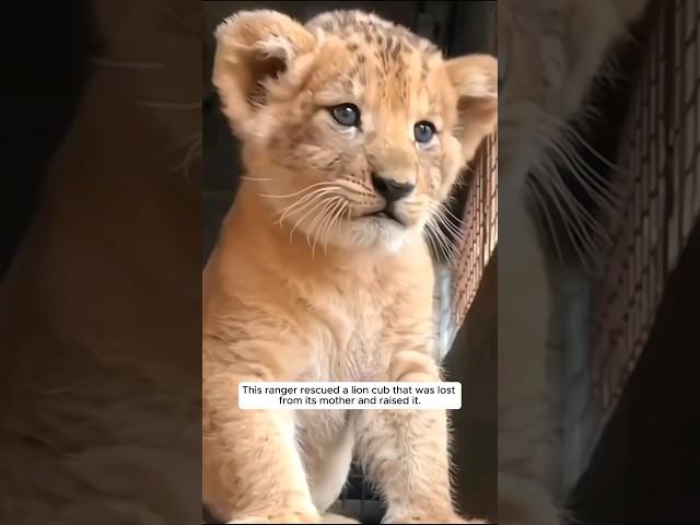 This ranger rescued a lion cub that had lost its mother and raised it. #animalshorts