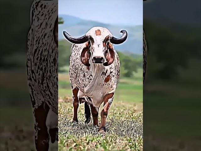 Jai Shree Gau Mata