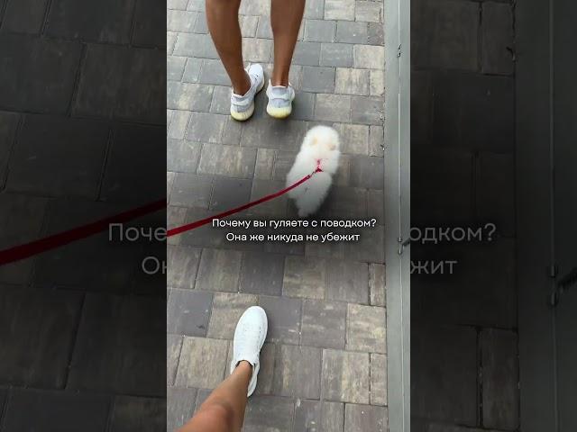  #померанскийщпиц #pets #суперсобака #pomeranian #собака #memes #puppy #шпиц #funny