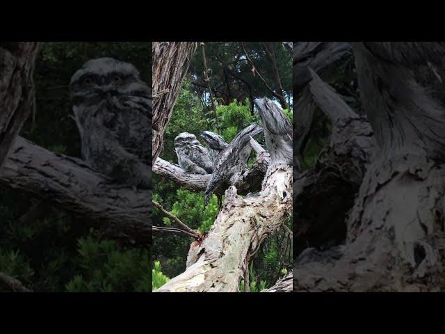 Tawny Frogmouths Are the Masters of Camouflage || ViralHog