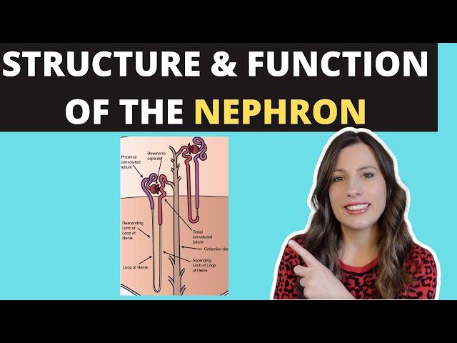 Structure of the NEPHRON- A-level Biology. Ultrafiltration and selective reabsorption in the kidney