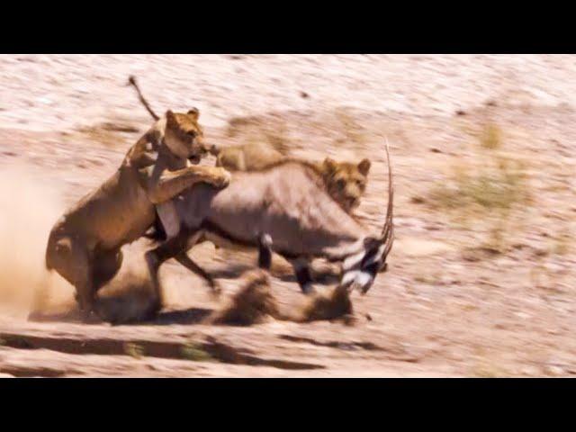 Two Lions Take on Oryx | Natural World: Desert Lions | BBC Earth