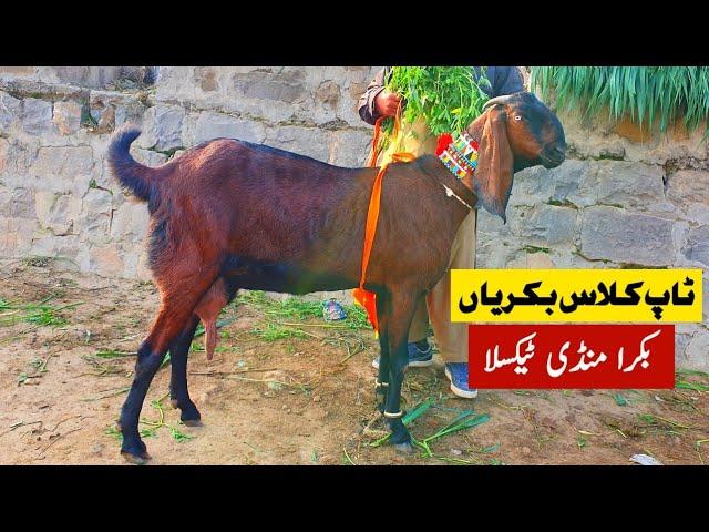 Top Class Nagra Beetal Goats Bacho Wali Bakriyan | Bakra Mandi Taxila Latest Update 23 December 2022