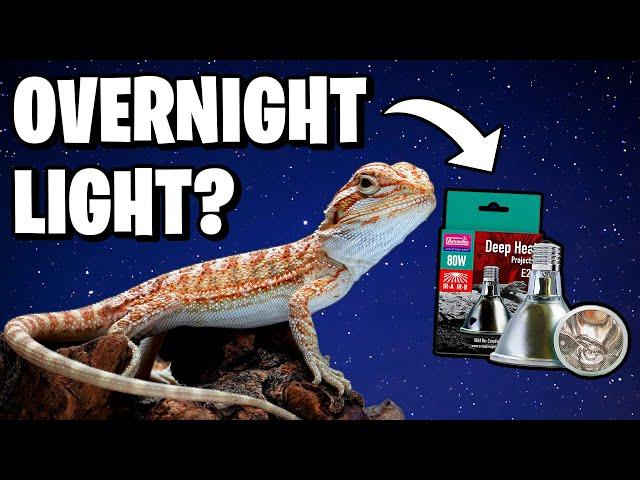 Do Bearded Dragons Need Lights at Night?