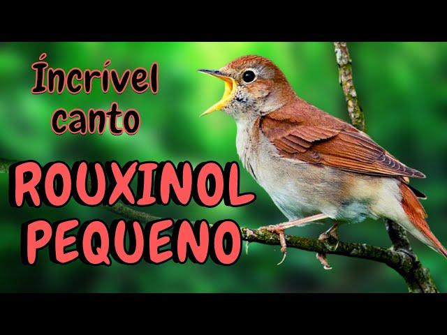 ROUXINOL PEQUENO DOS CANIÇOS pouco tamanho e MUITO SOM!!!