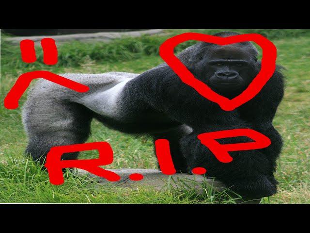 R.I.P Harambe- My Tribute To Harambe :'(