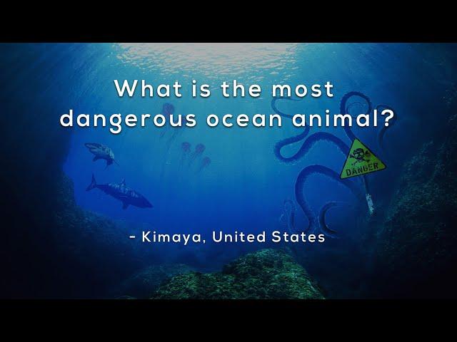 What's the most dangerous animal in the ocean?