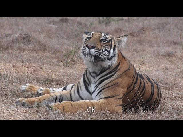 Kabini Tiger