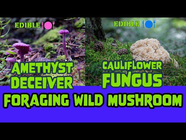 LIBRENG KAKAIBANG KABUTE SA GUBAT NANG UK!!! AMETHYST DECEIVER! CAULIFLOWER FUNGUS! #wildmushrooms