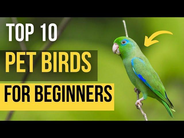 Top 10 Pets Birds For Beginners | Top 10 Best Pets for a Beginner Bird Owner | Makoree Pedia