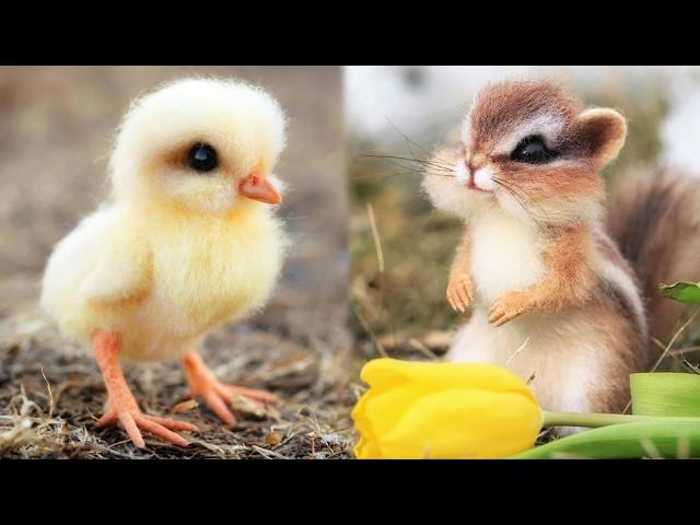 AWW Animals SOO Cute! Cute baby animals Videos Compilation cute moment of the animals #6