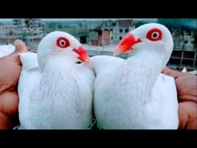 Best Fancy Pigeon Breeds | World Unique Amazing Pigeons videos | Fancy Pigeon Loft