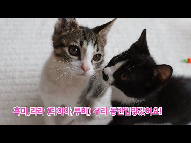 컨테이너아래에서 구조한 라라, 유기묘엄마에게서 태어난 흑미가 동반입양갔어요! / Two baby kittens who met their families after rescue.