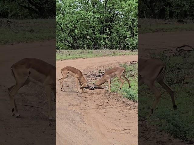 Intense Sparring Contest Impala Rams Lock Horns in Kruger Park #wildlife #krugersafari #safari