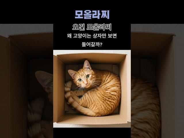 고양이는 왜 상자만 보면 들어가?