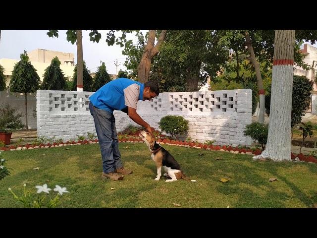 How To Train Dogs Command Namaste