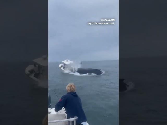 Portsmouth Harbor Whale * Whale Capsizes Boat * Whale Lands on Boat