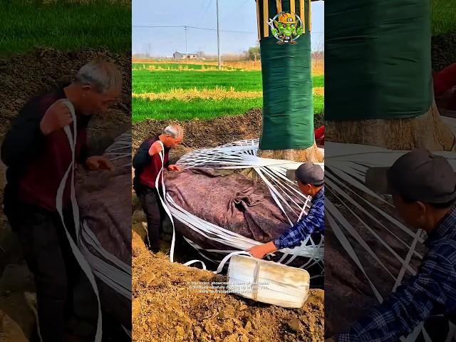The process of carefully digging up an elm tree