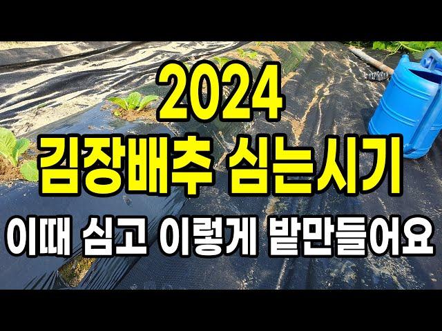 2024 김장배추 심는시기 꼭 이때 심고 이렇게 밭만들어요