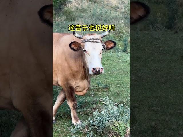 今天遇到一大片“肥美” #李楚然手风琴 #手风琴演奏家公园盘大爷