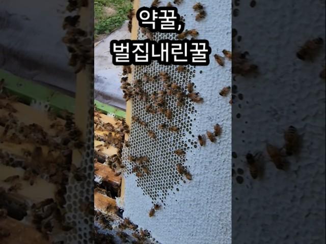 벌통속에서 약꿀과 약꿀 벌집내린꿀이 잘 숙성되고 있어요